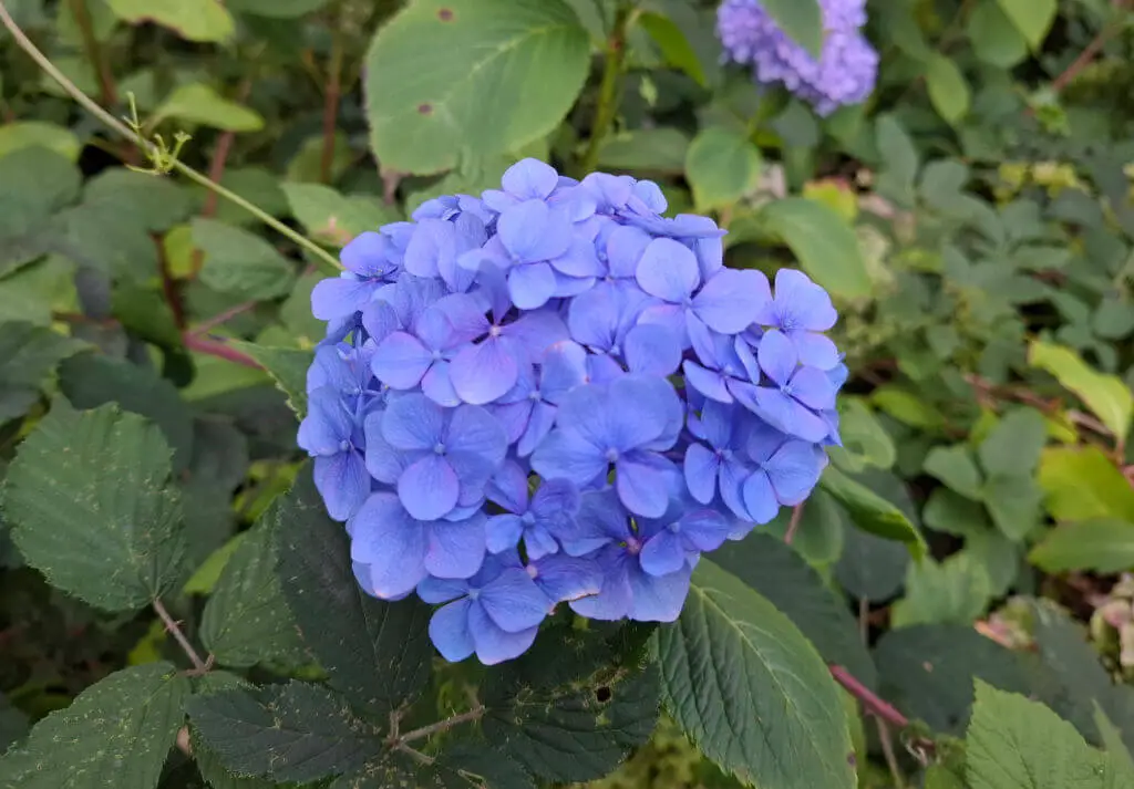 A single blue hydrangea flower 