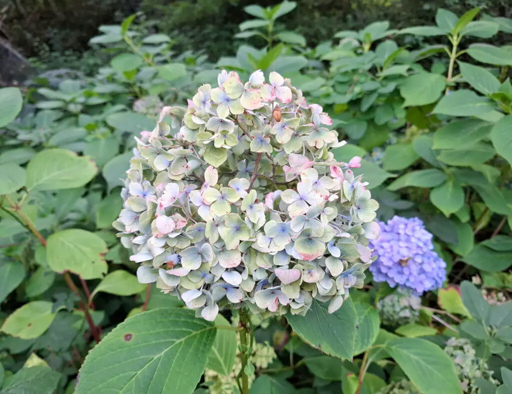 A single faded hydrangea flower 