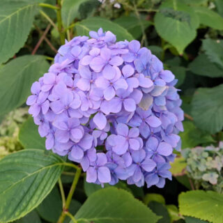 A single blue hydrangea flower