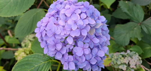 A single blue hydrangea flower