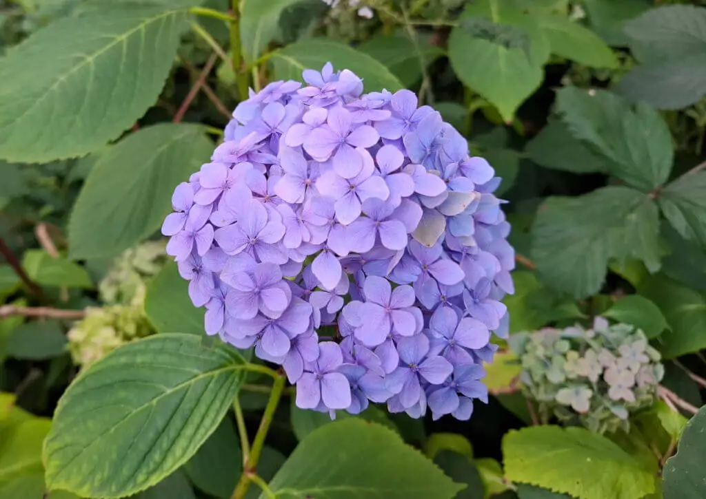 A single blue hydrangea flower 