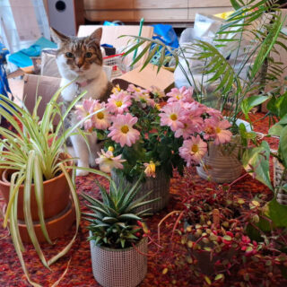 A tabby and white cat sits amongst pot plants and bags