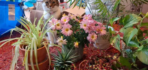 A tabby and white cat sits amongst pot plants and bags