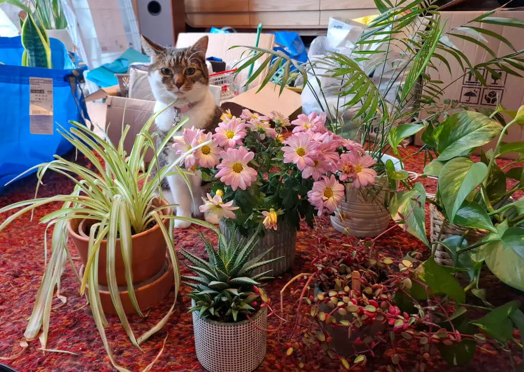 A tabby and white cat sits amongst pot plants and bags