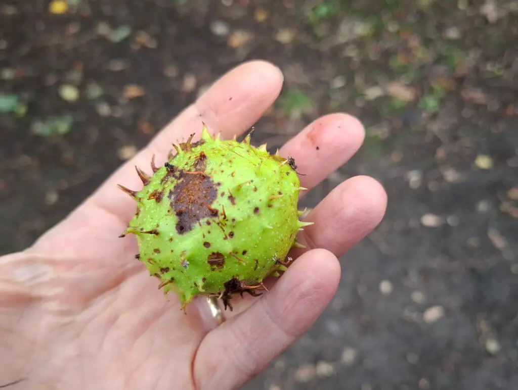 A green spiky conker case held in a hand