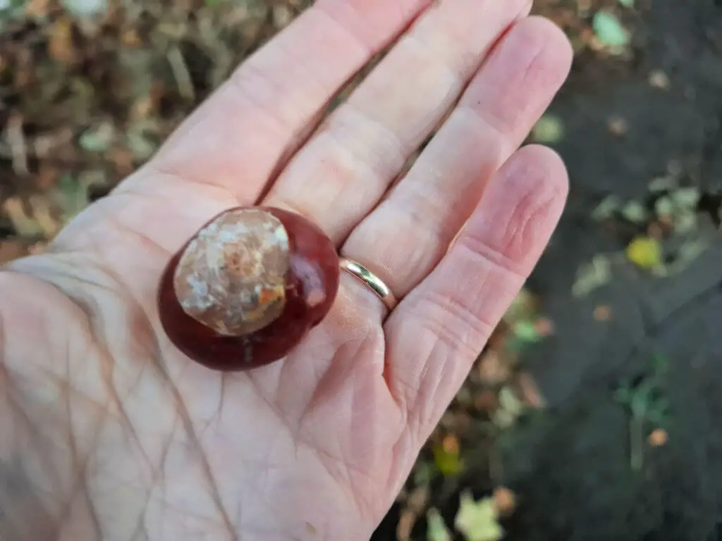 A brown shiny conker held on a palm