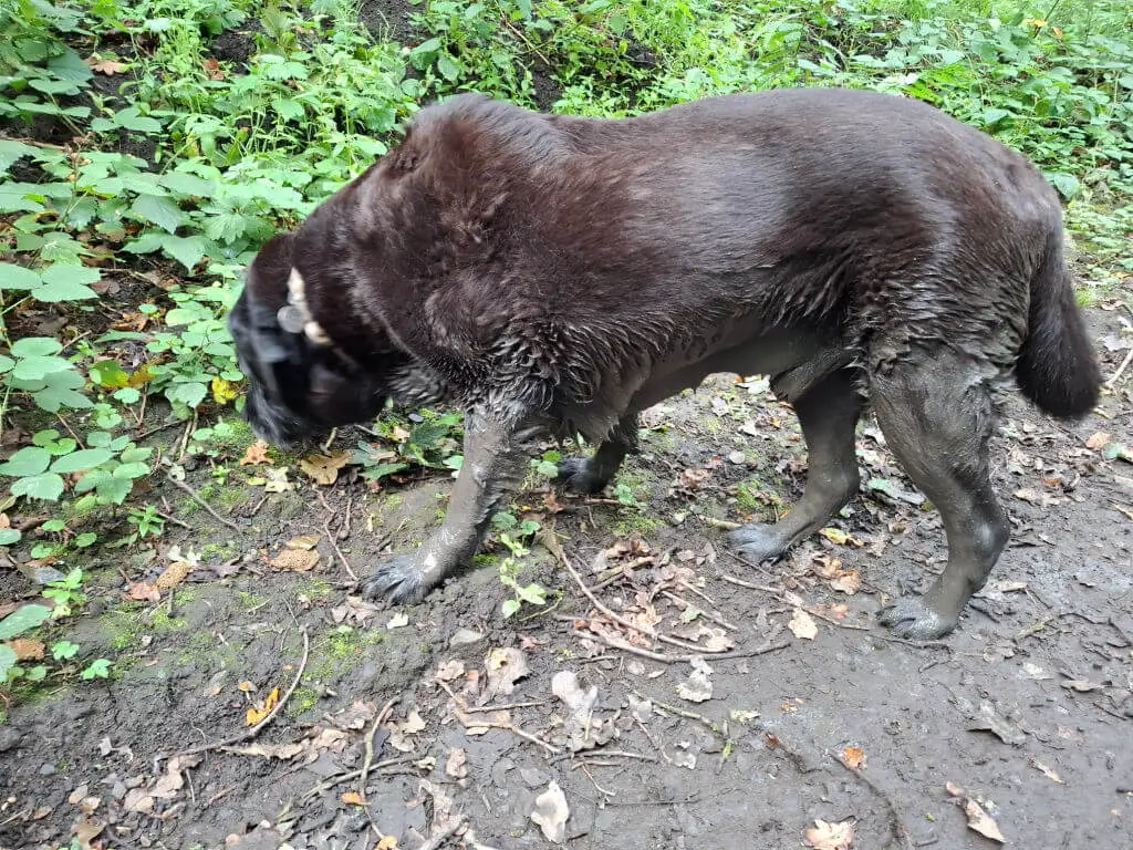 A black dog with very muddy legs on a woodland path
