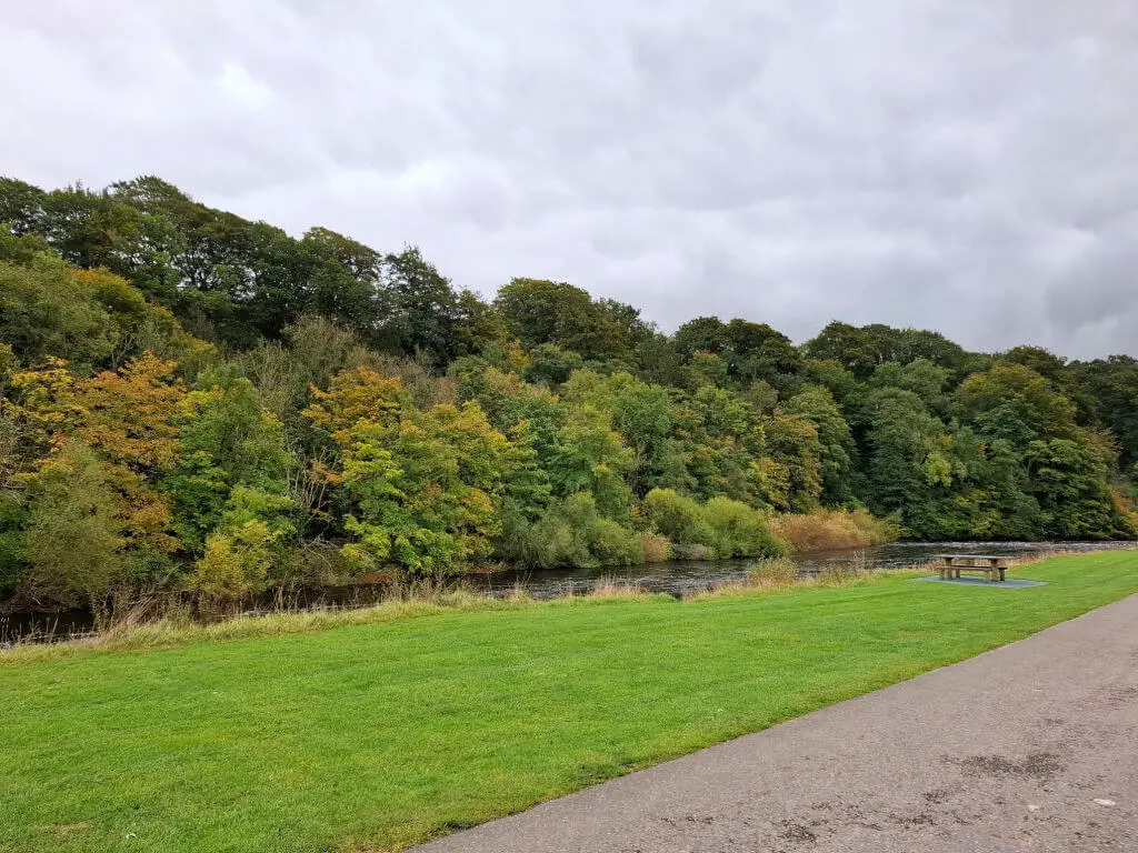 A row of trees growing next to a river, just starting to develop their autumn colours