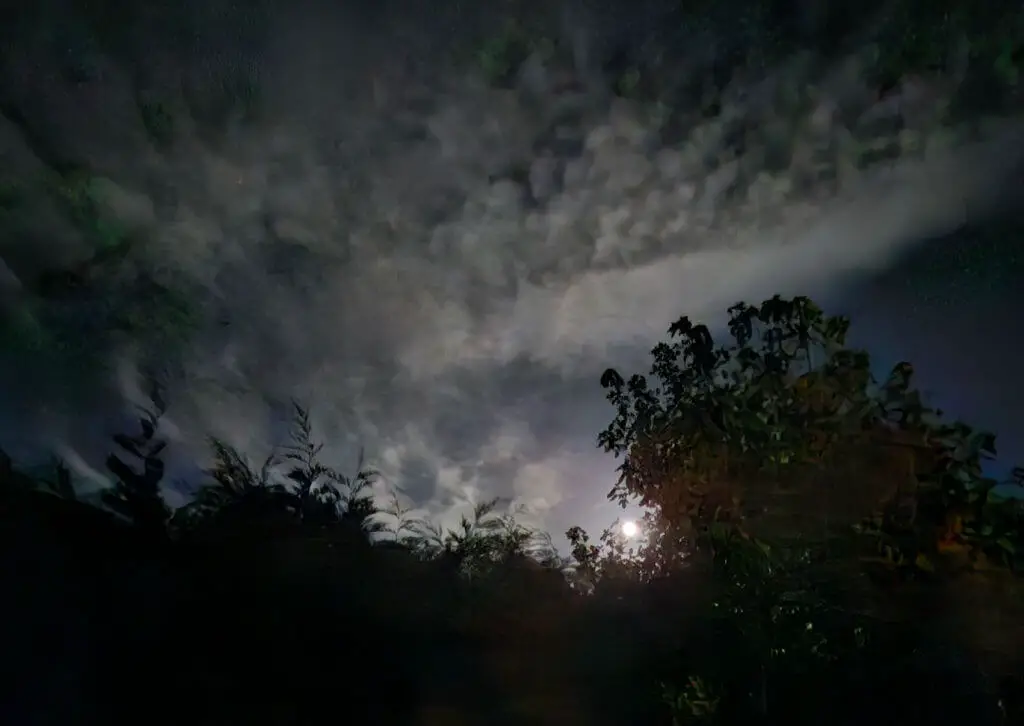 A super full moon rising behind trees