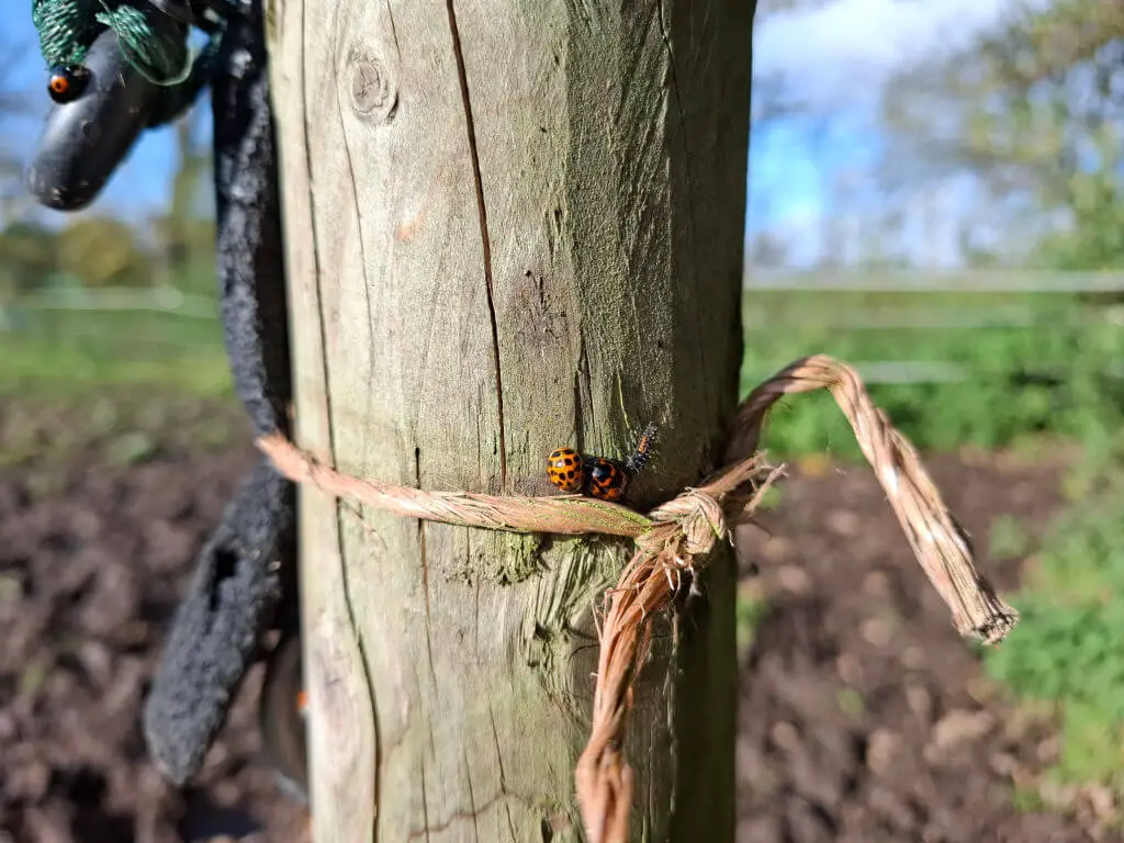 Two black and red ladybirds on a post