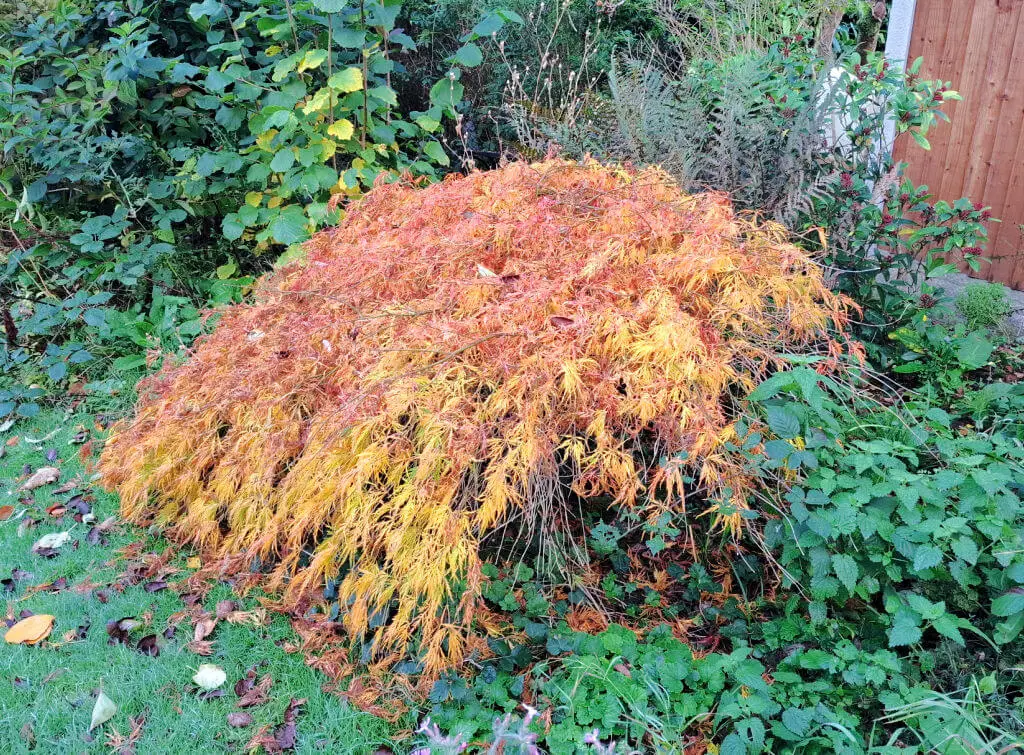 A low-growing Japanese acer tree with orange leaves against a green background