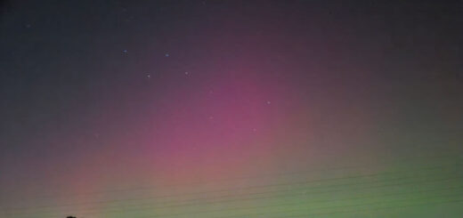 Pink and green aurora borealis northern lights in the night sky. Trees are silhouetted against the sky