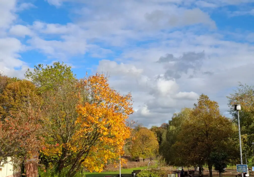 Orange and gold autumn leaves on trees