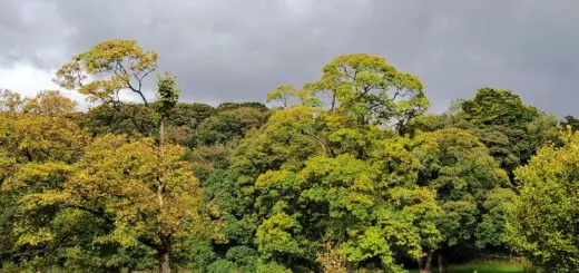 Sunlight on autumn leaves just starting to turn gold, against a dark stormy sky