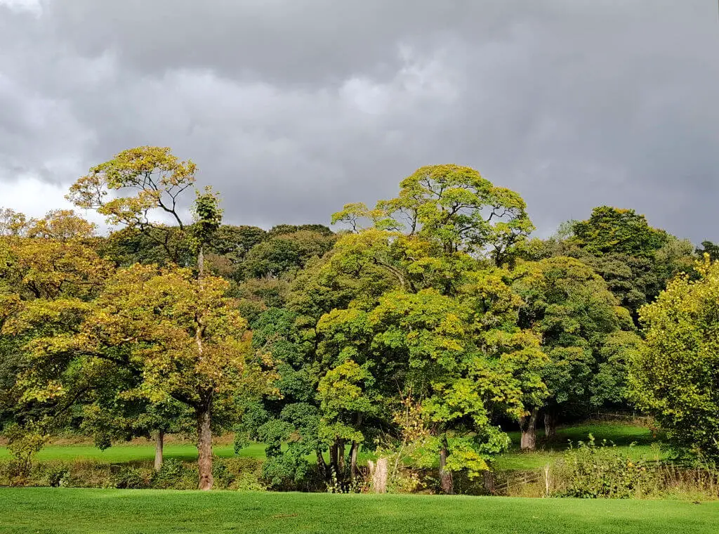 Sunlight on autumn leaves just starting to turn gold, against a dark stormy sky