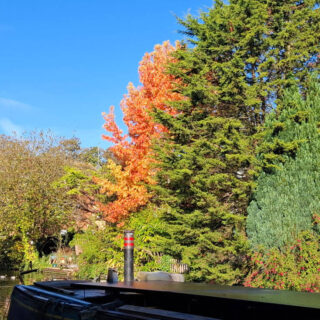 An orange-leaved tree stands out against the green of surrounding trees and the blue sky