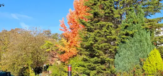 An orange-leaved tree stands out against the green of surrounding trees and the blue sky