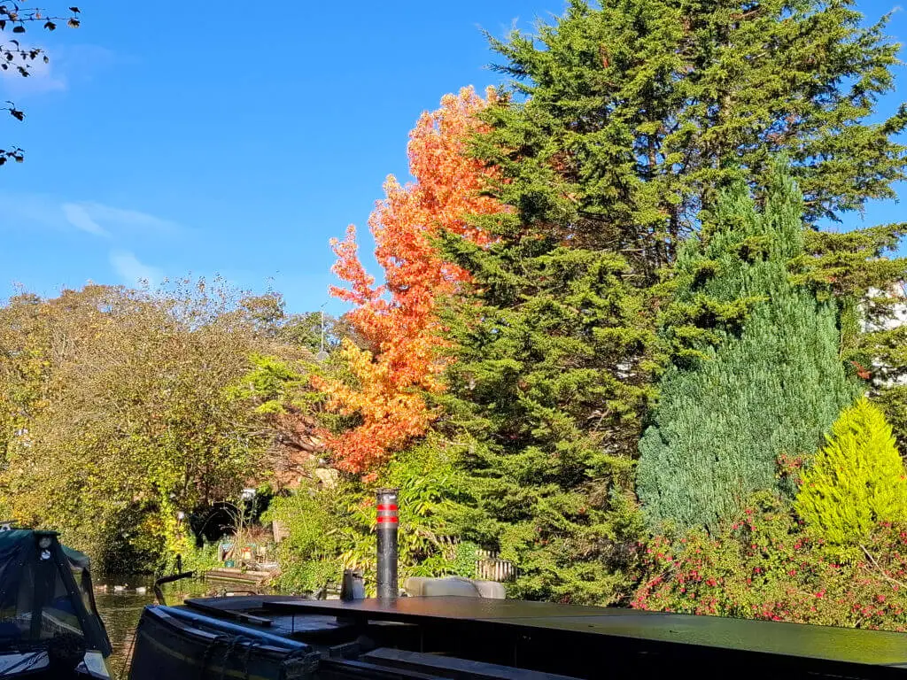 An orange-leaved tree stands out against the green of surrounding trees and the blue sky