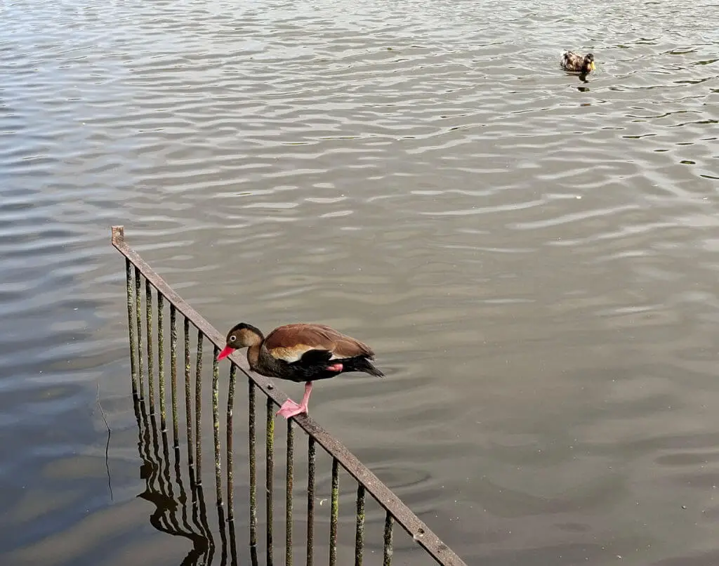 A brown duck with a pink beak balancing on a piece of metal railing in a lake