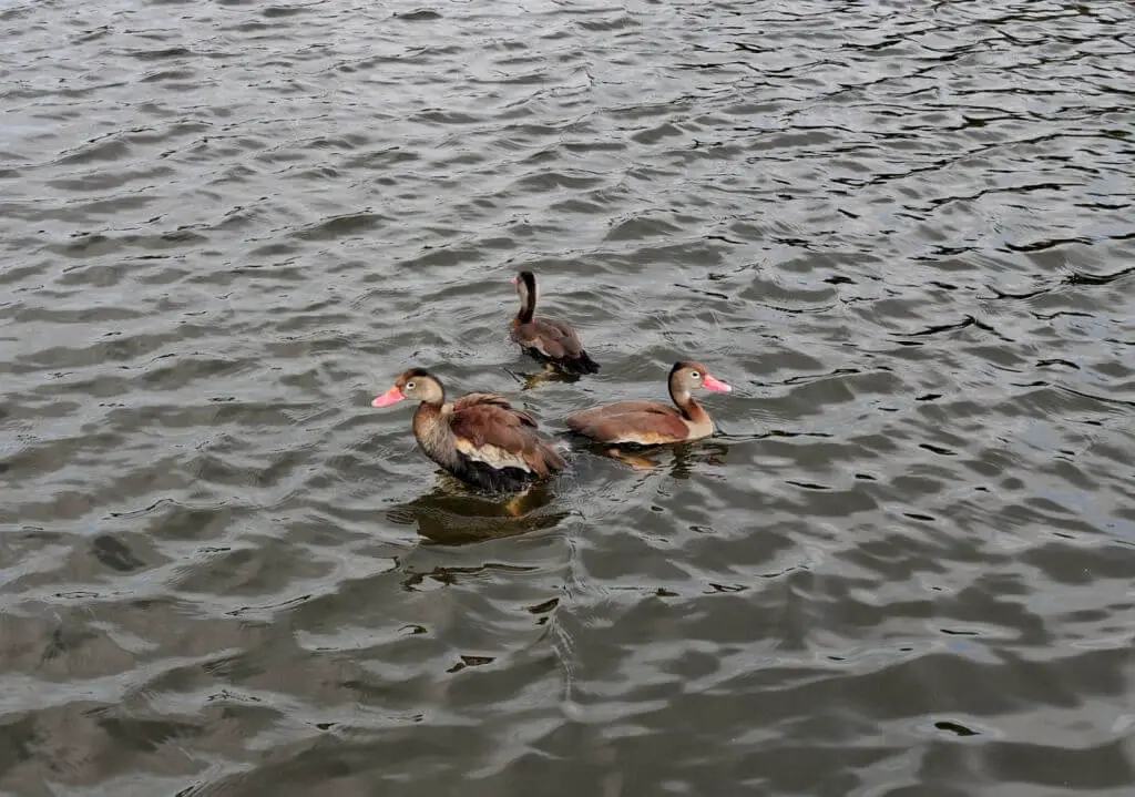 Brown ducks with pink beaks on a pond
