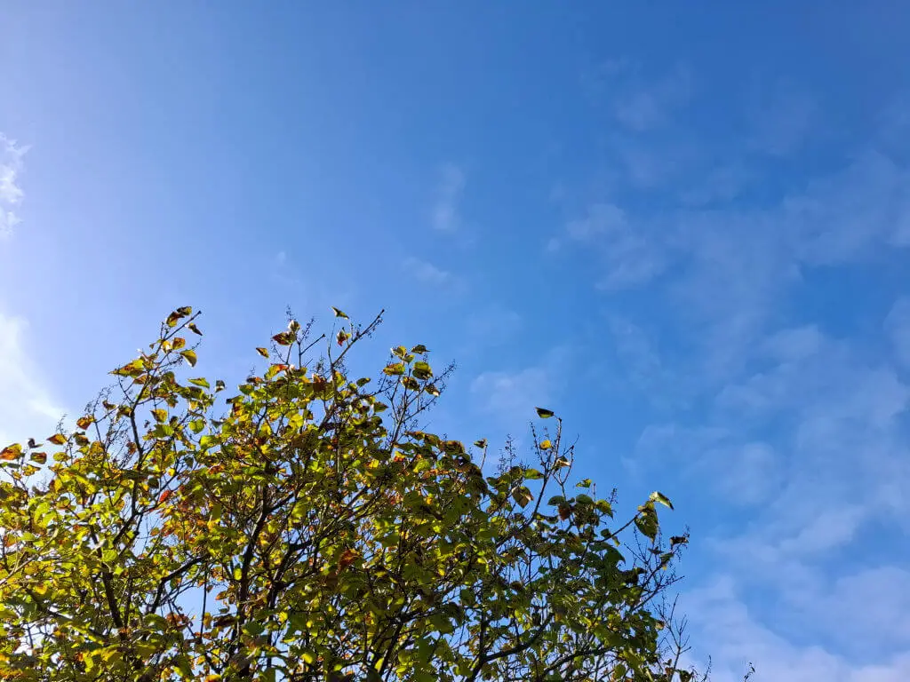 Blue sky with a few white wispy clouds above a tree with autumn coloured leaves