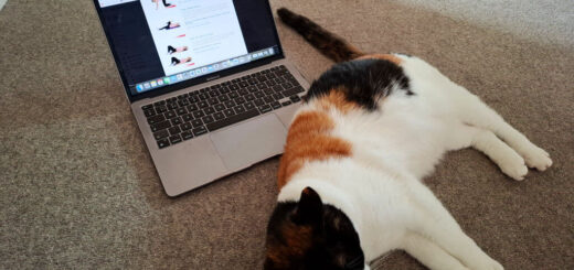 A calico cat with white, black and ginger fur lies on a grey carpet and partly across a laptop computer showing stretching exercises.