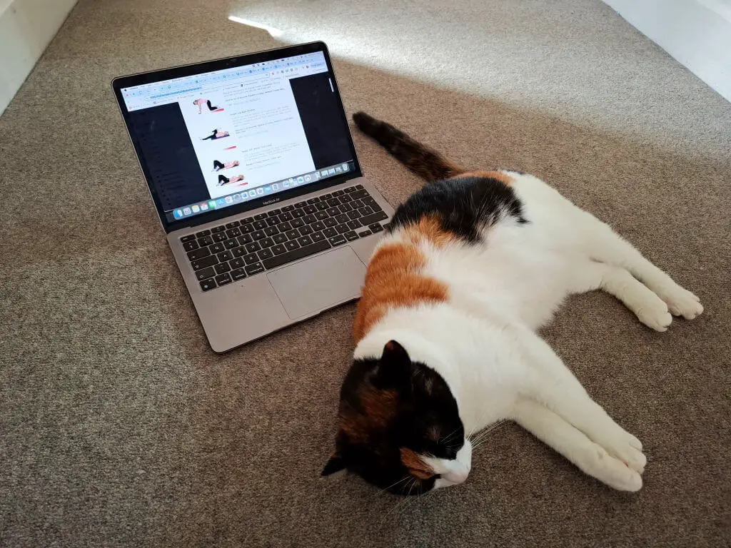A calico cat with white, black and ginger fur lies on a grey carpet and partly across a laptop computer showing stretching exercises.