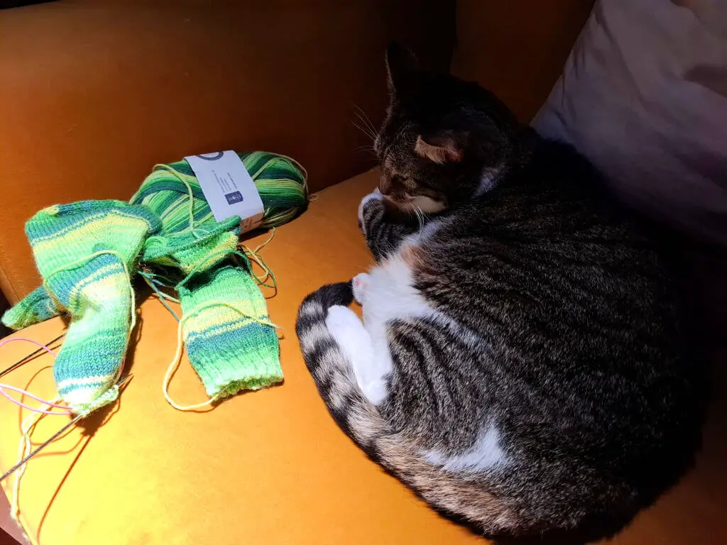 A tabby and white cat is curled up on mustard-coloured sofa next to a partly-knitted pair of green striped socks