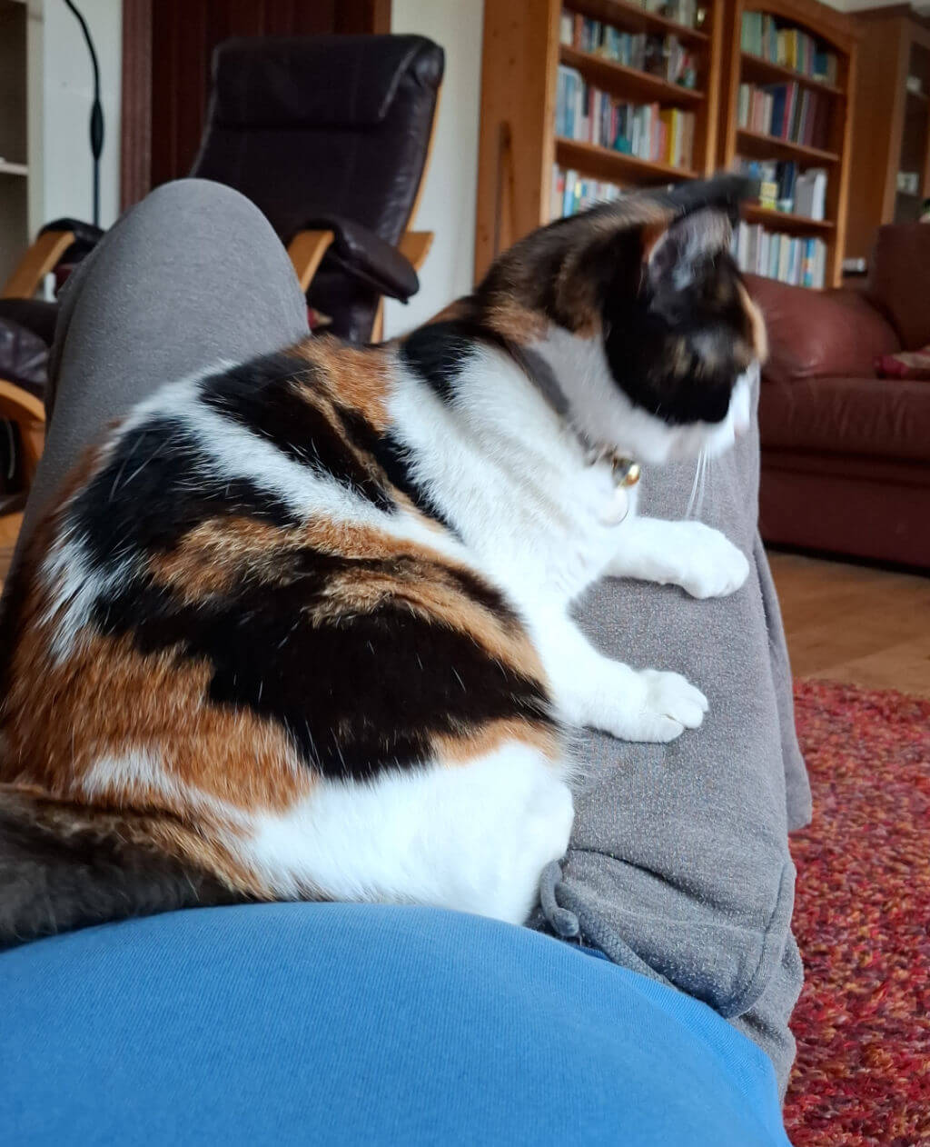 A calico cat with white, black and ginger fur sits on a person doing back exercises lying on the floor with legs raised 