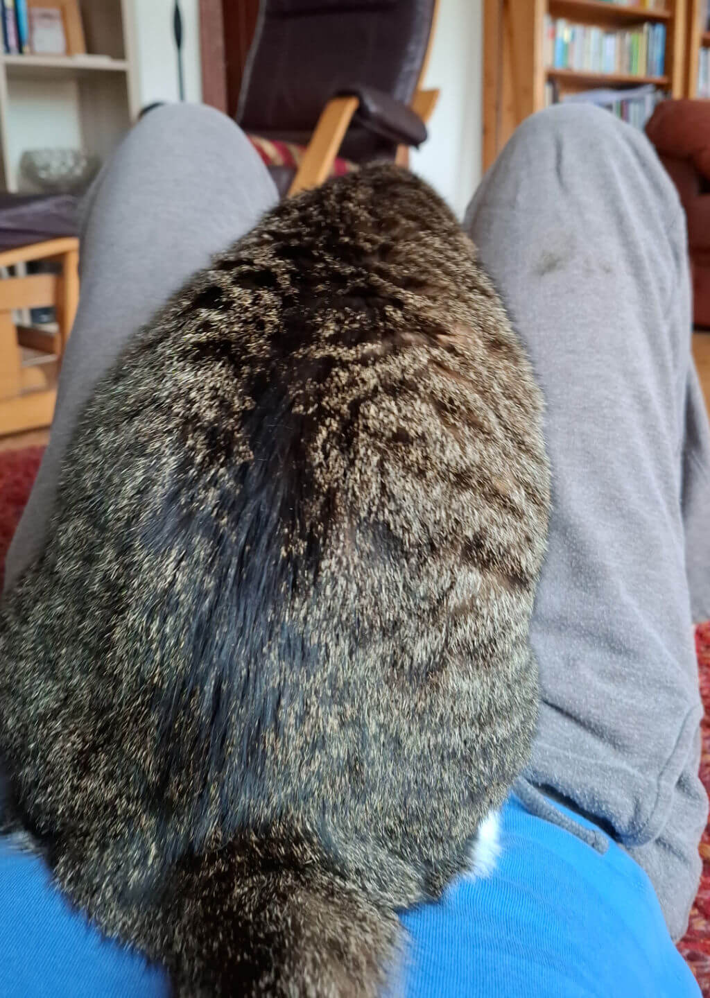 A tabby and white cat sits on a person doing back exercises lying on floor with legs raised