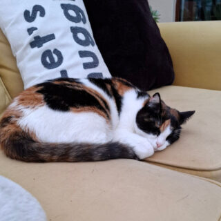 A black, white and ginger cat curled up on the join between two cushions on a mustard-coloured sofa