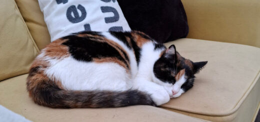 A black, white and ginger cat curled up on the join between two cushions on a mustard-coloured sofa