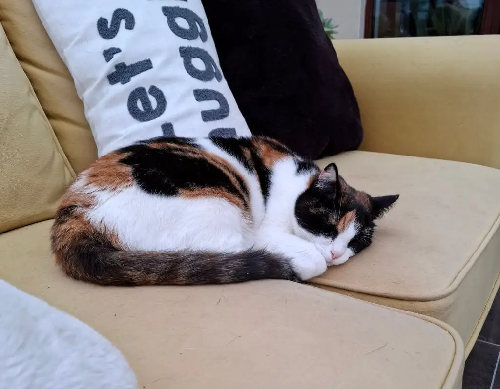 A black, white and ginger cat curled up on the join between two cushions on a mustard-coloured sofa