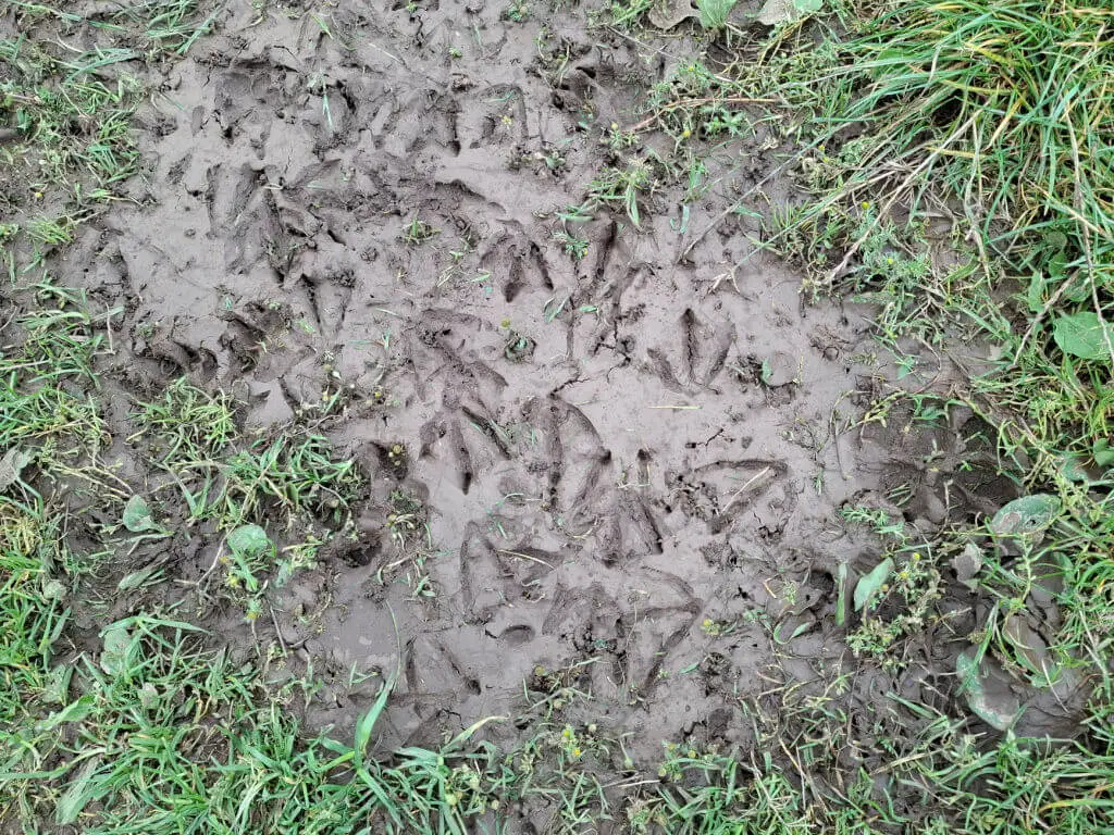 Duck footprints in mud