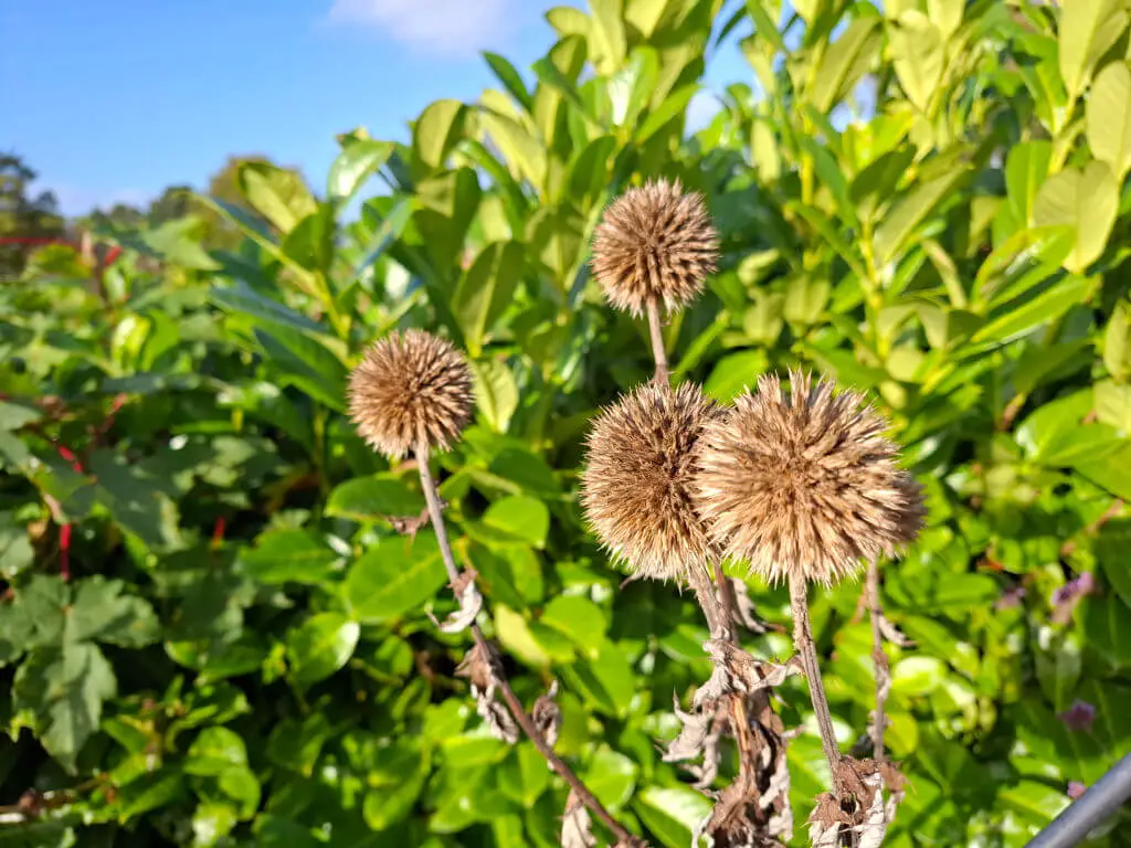 Seed heads against a green leafy hedge