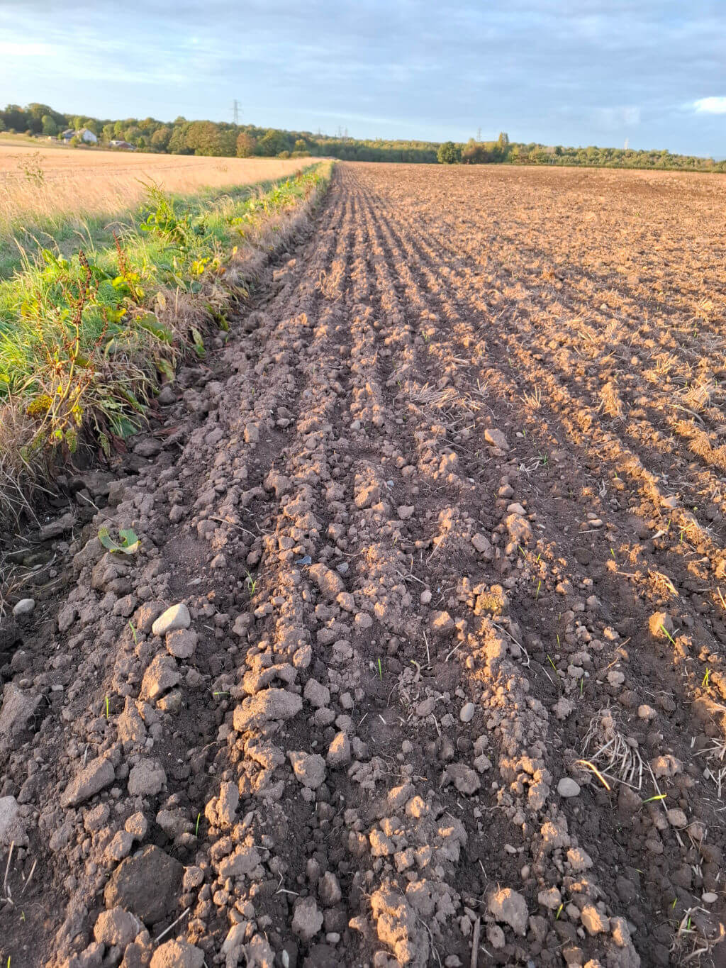 Ploughed furrows in soil alongside a grassy footpath