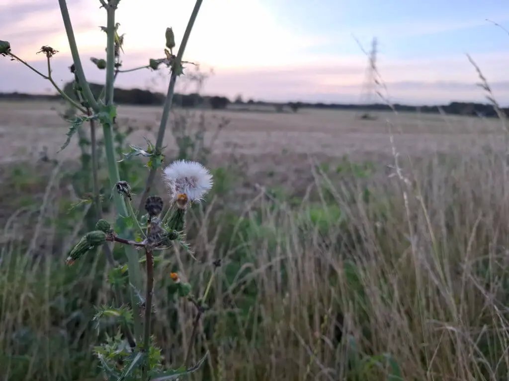 A close up of a downy thistle head against a blurry background of stubbly field and pink sunset sky