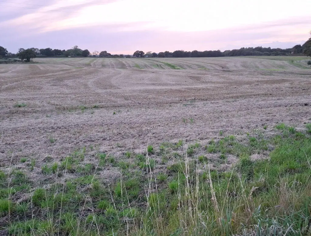 A pink sunset sky over a field of stubble