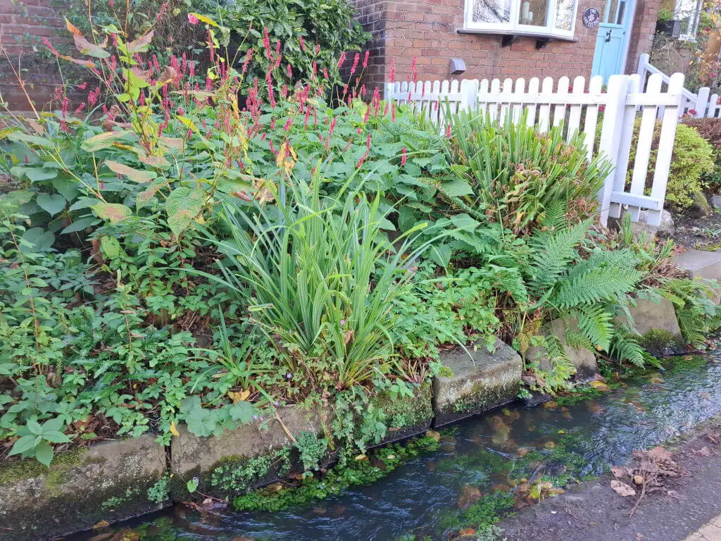 Lush greenery in a garden above a stream