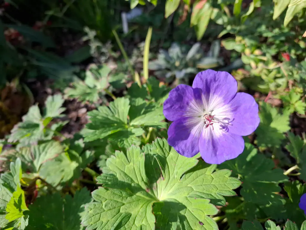 A purple flower with green leaves in the background