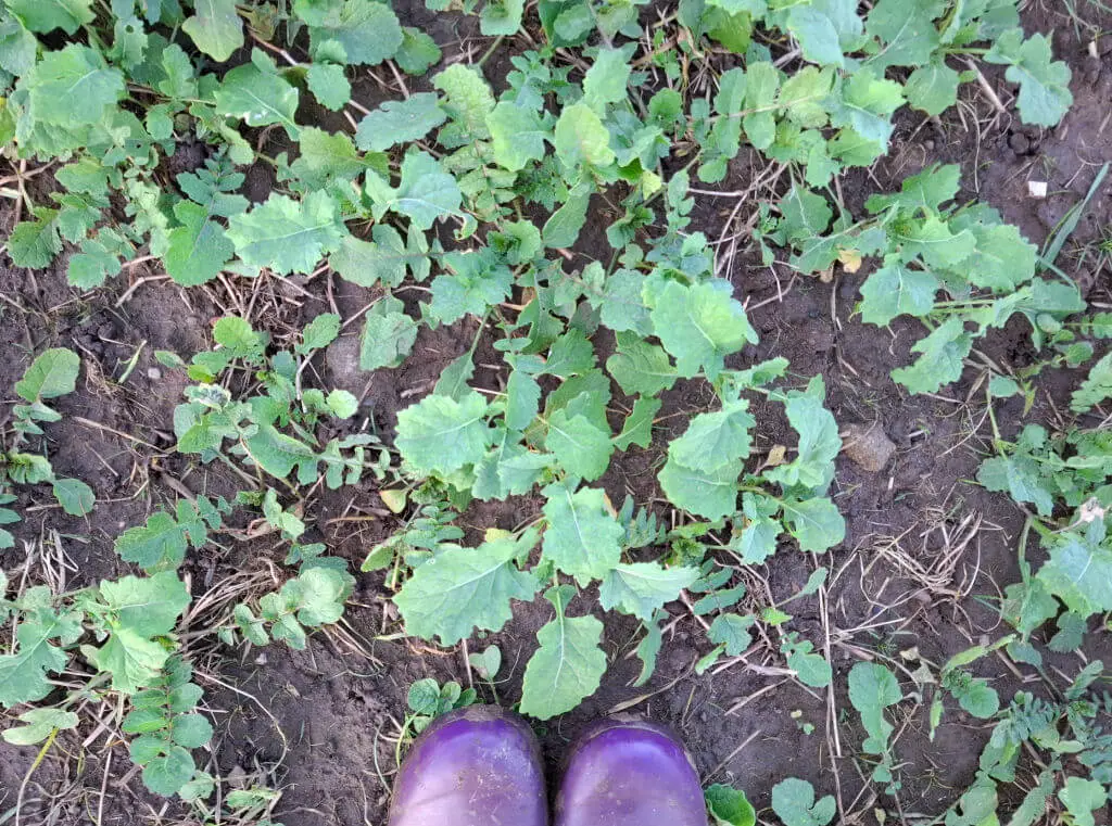 Green leafy plants and a pair of purple wellies for context