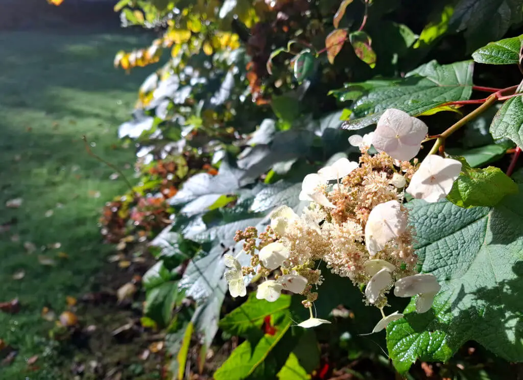 A close up of a white flower surrounded by green leaves