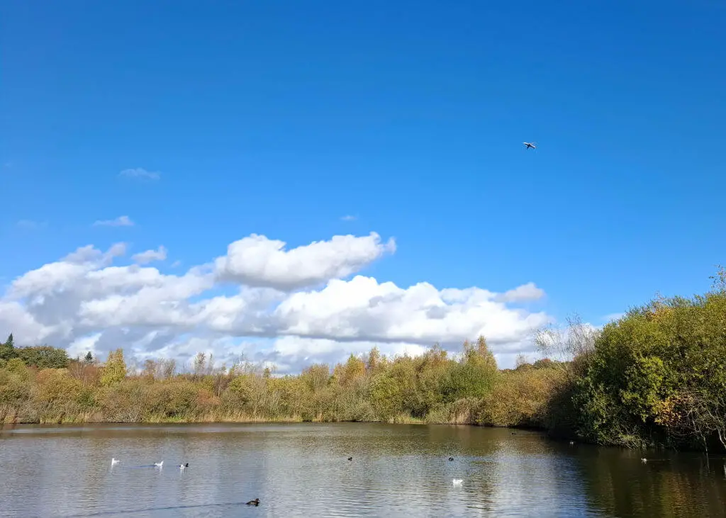 A view across a lake. The sky is bright blue with white low clouds and there are ducks on the water