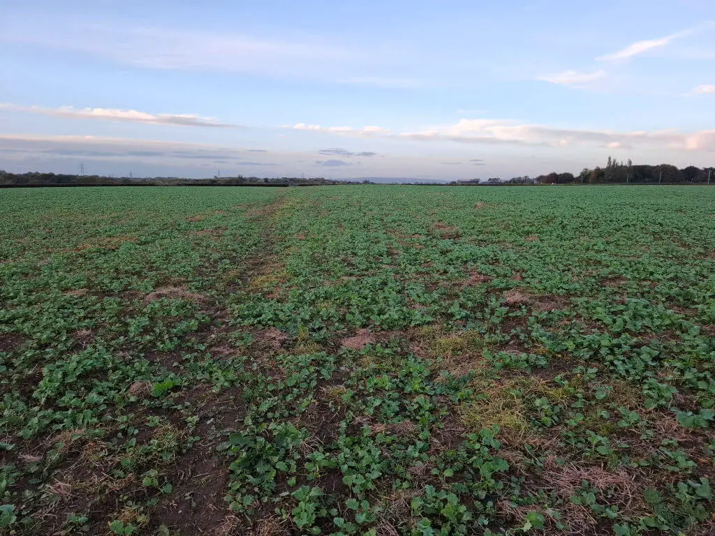 Green leafy plants covering the footpath in a field