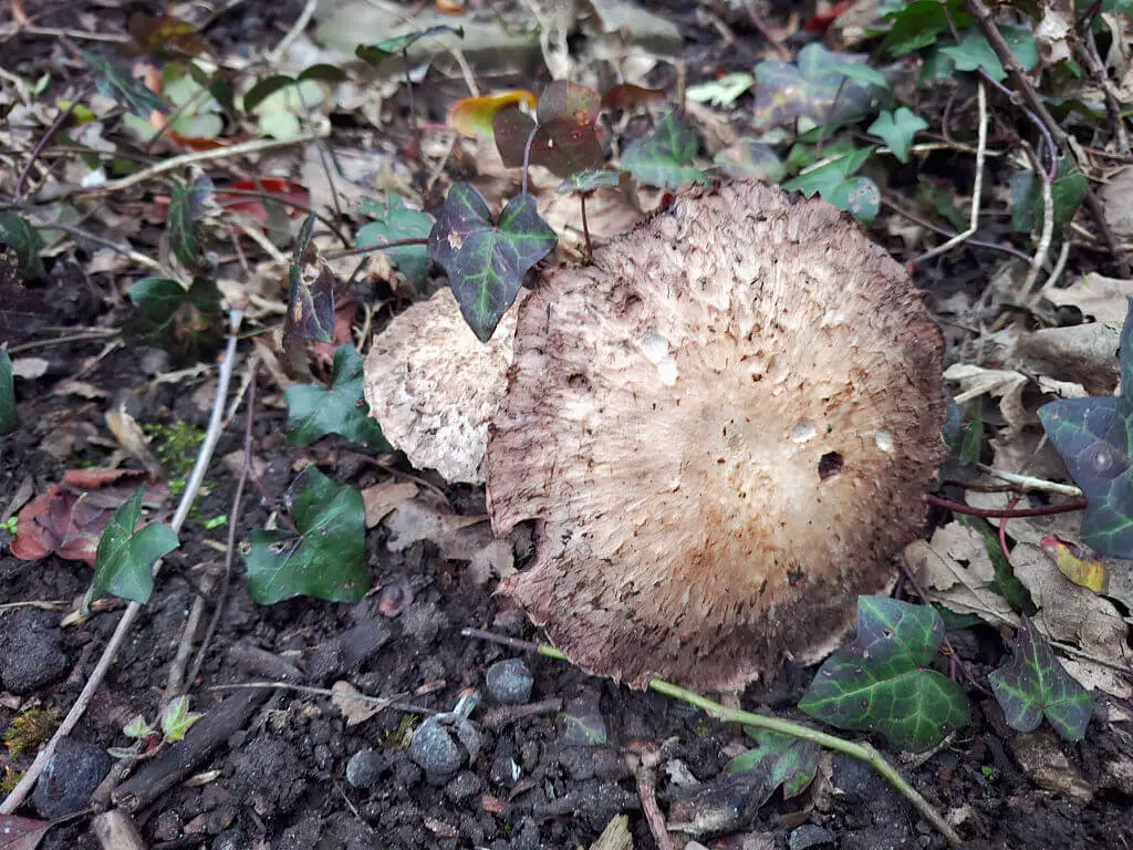 A large brown mushroom in the garden