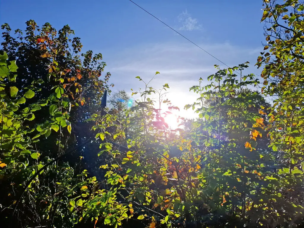 The sunshine, looking like a ball of white light, visible through trees