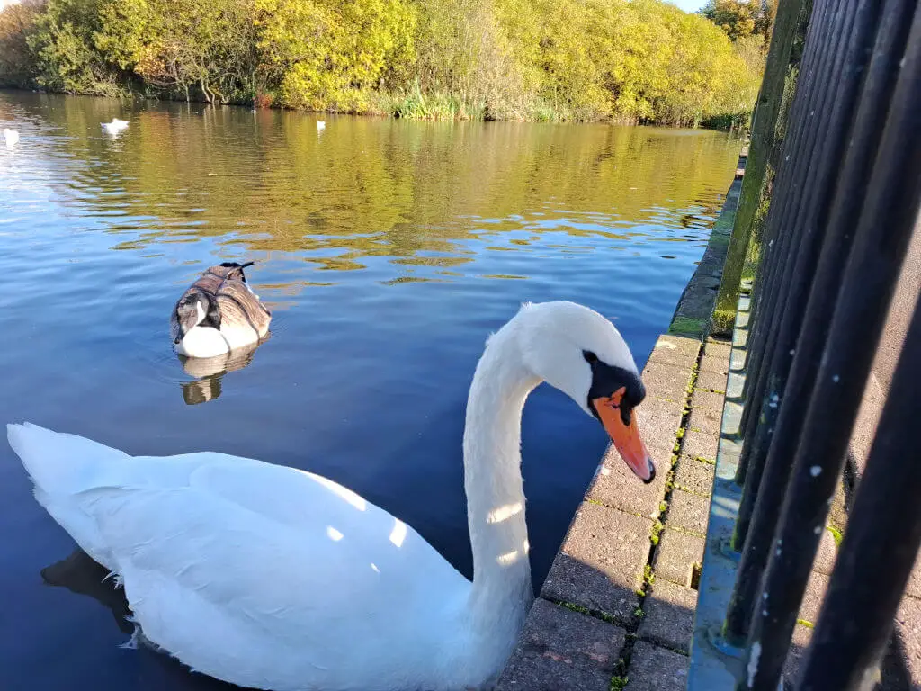 A white swan close to railings in a lake
