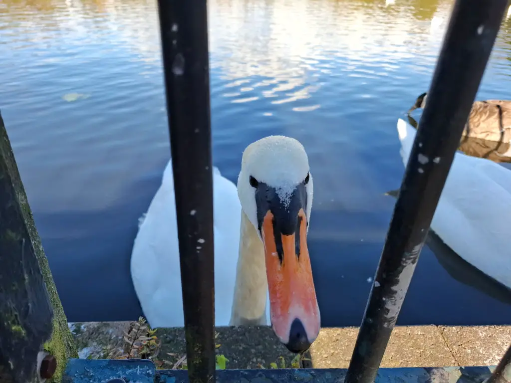 A white swan's head next to railings by a lake