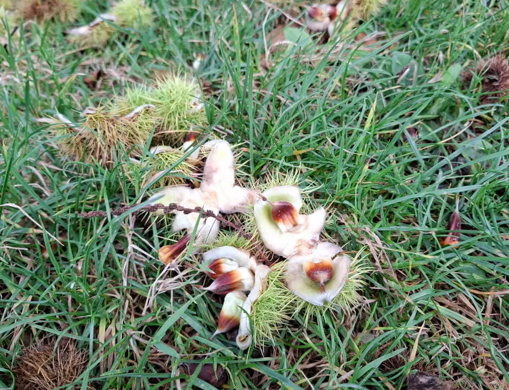 Sweet chestnuts still in their opened spiky cases lying on the grass