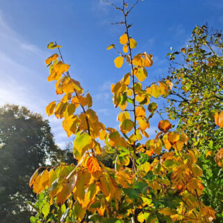 Orange and red leaves on a tree against a blue key